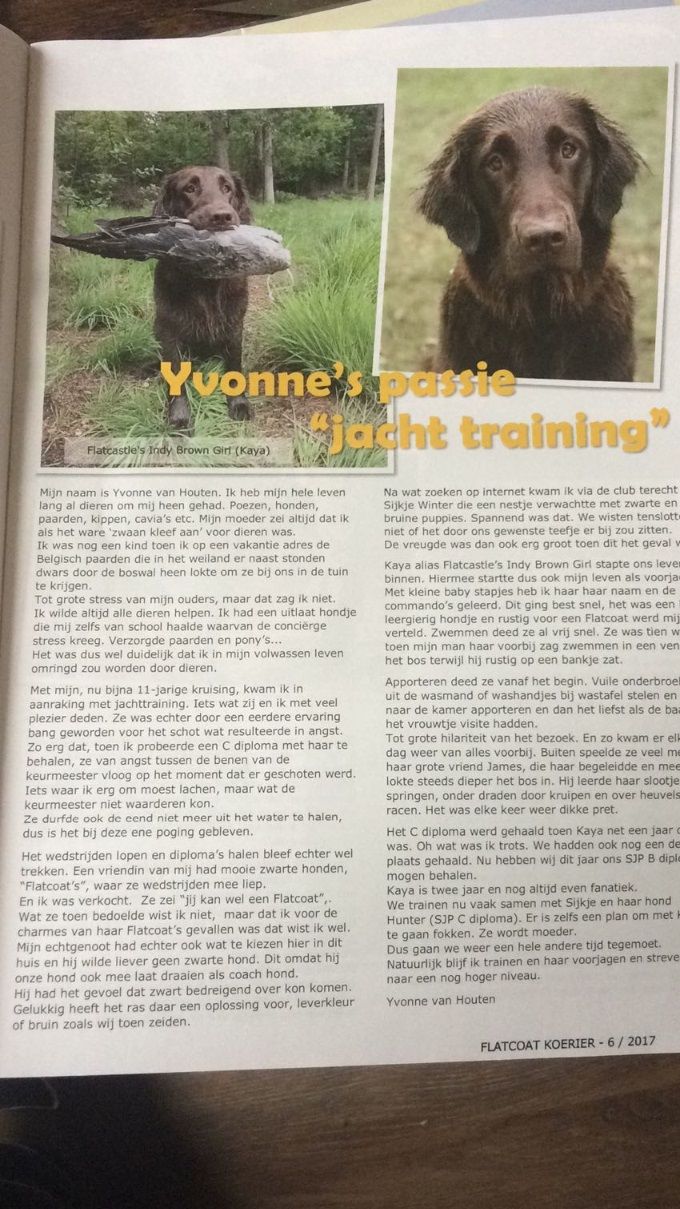 Artikel in de Flatcoat koerier van december