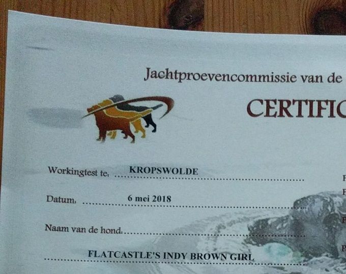 Afgelopen weekend heeft Kaya een prachtig B1 certificaat behaald op de workingtest van de Labrador Kring in Kropswolde.