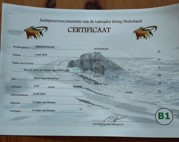 Afgelopen weekend heeft Kaya een prachtig B1 certificaat behaald op de workingtest van de Labrador Kring in Kropswolde.
