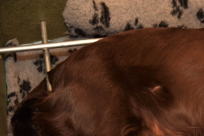 Kaya heeft eerste kerstdag zeven prachtige pups ter wereld gebracht. 