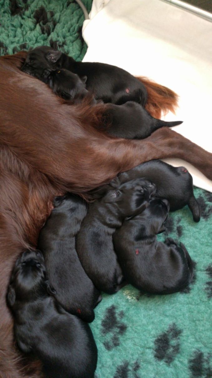 
pups 1 week oud