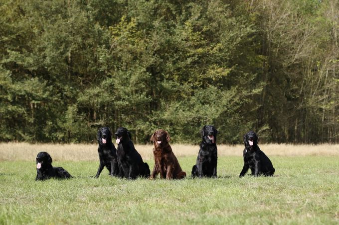 Pups Kaya en Hunter 9 maanden. Robin, Guus, Kaj, Karel(Djurre).