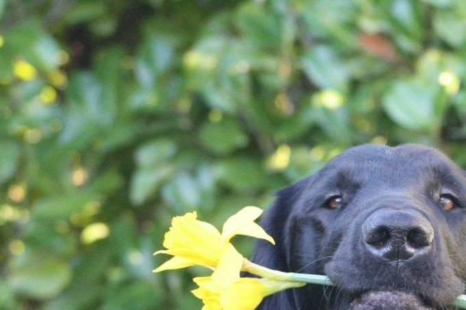 Bamse doet aanzoek